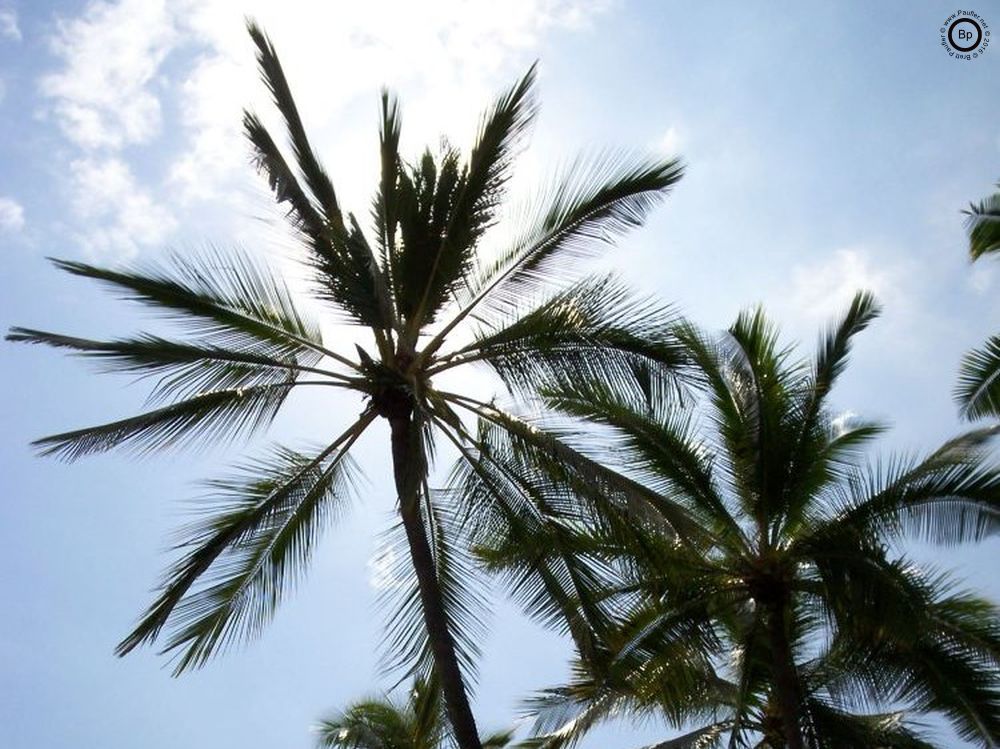 palms trees and the sky, so peaceful, so serene