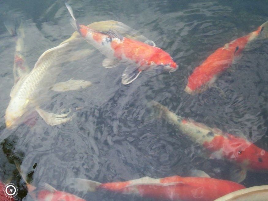 More Koi, more pastel image, frosted sheen over water from light