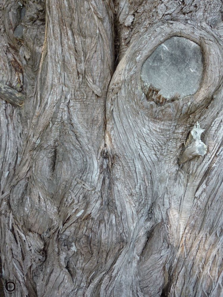 Some trees tell better stories than others, Red Eye Blue has to do with an insect bite in the eye, which causes a transfer... and yada and so forth, anyhow, I like tree bark, I like images of it, this was a great piece of wood