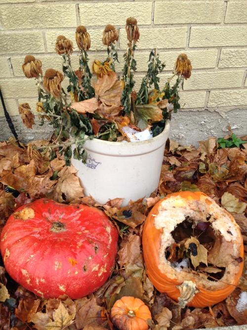 And here we have the pumpkins after the thaw, with leaves stuffed in the opening to keep the pumpkin warm... and give a girl a little privacy, I was told