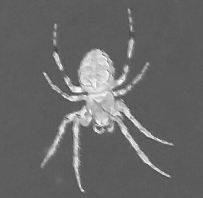 A photo negative close up image of a spider... the photo negative providing a better version of reality than the original... more spider like