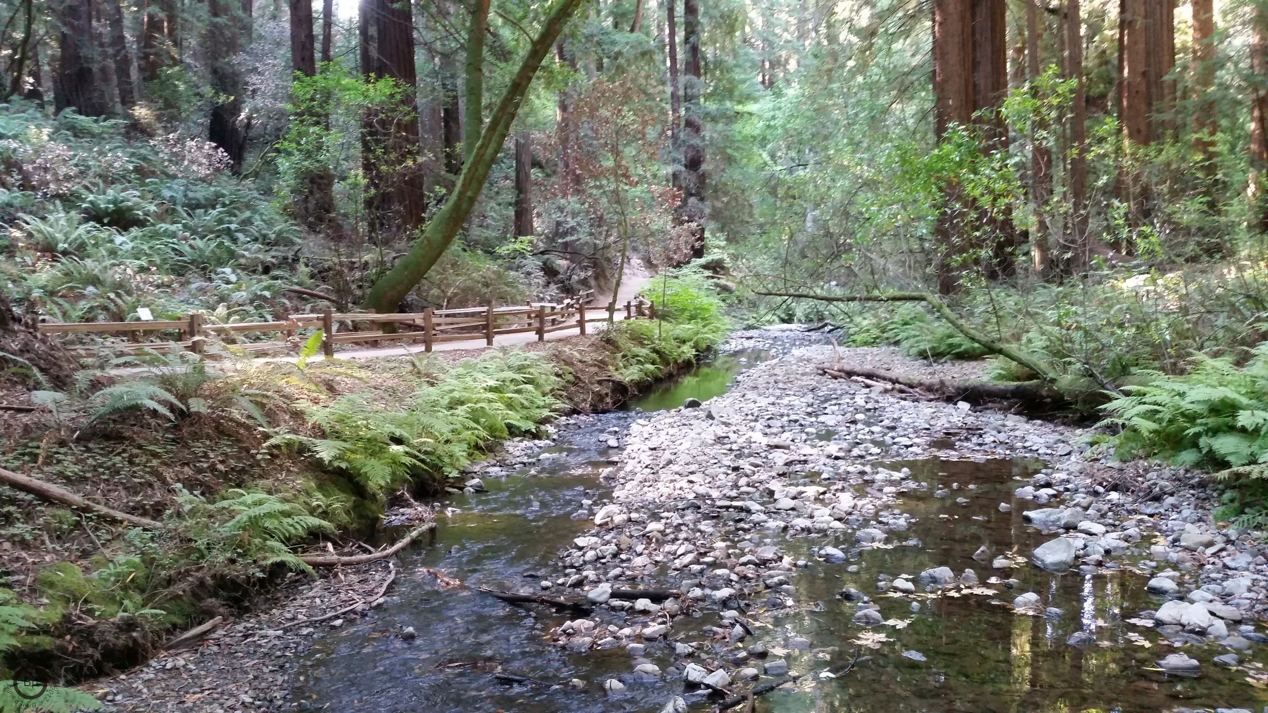 The main path follows a stream, river, or whatever you want to call a creek of this size, it was hardly the best looking feature, but I guess this image was different enough from trees, trees, and more trees that it seemed worthy of inclusion, or more likely my system was more like one or two of this, ok, one, one, two, or three of this, one seems to do it, hmm, only have one of these, ok, include it