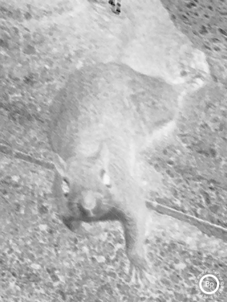 No, it is not a rat, just a squirrel, peaking out from a stone fence, guardrail, in a park, chicago, grant park, down southern ways, they were very friendly, and more than happy to eat my mms