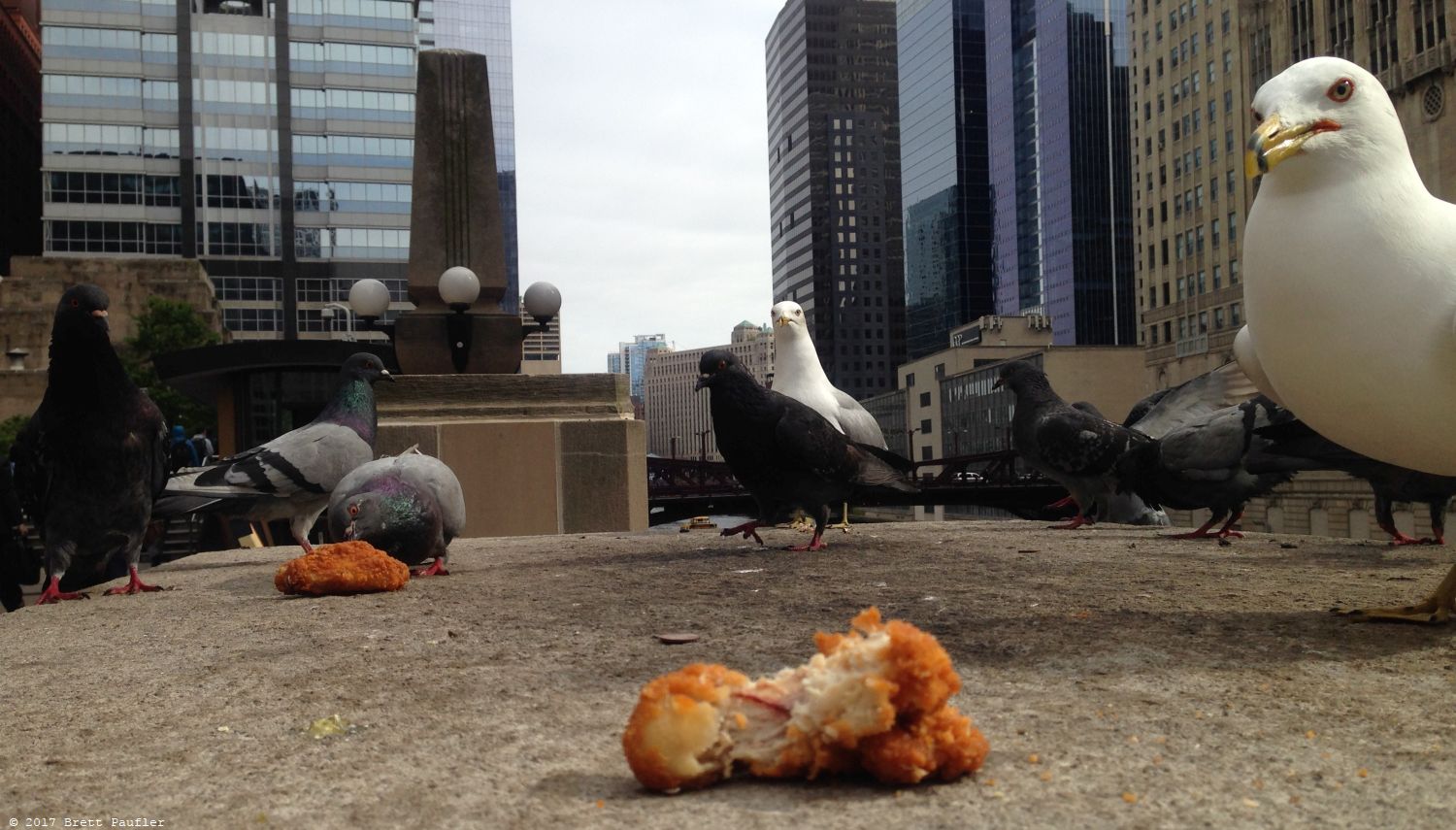 Pigeons on a concrete pilon eating pieces of bird flesh, as in, chicken, I like the juxtaposition