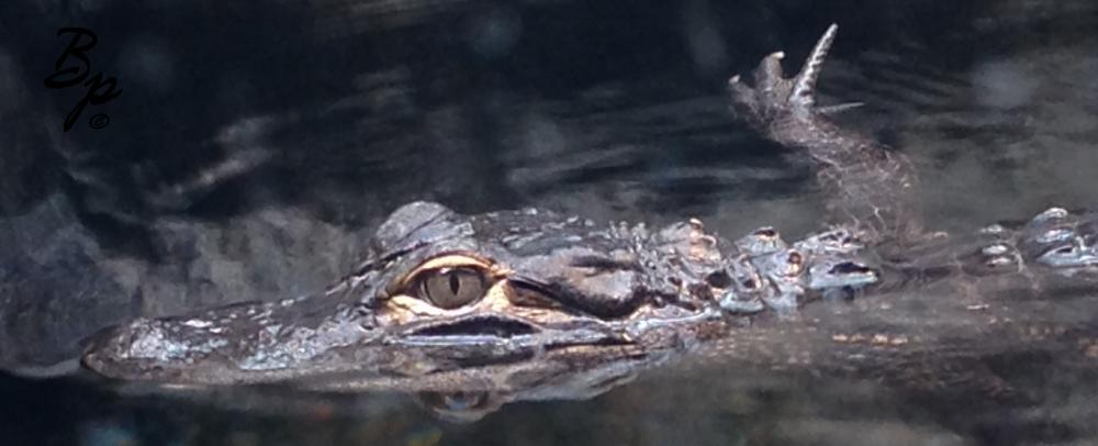 I like LeeZards and as such I am partial to anything remotely close, this is a close-up of an American Alligator, though whether they have the appropriate visas, I am uncertain, he is swimming in the water, and looks delightful to me