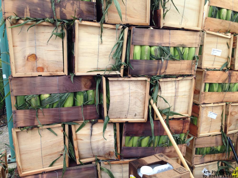 close up of crate boxes full of corn for corn at the cob as some summer festival