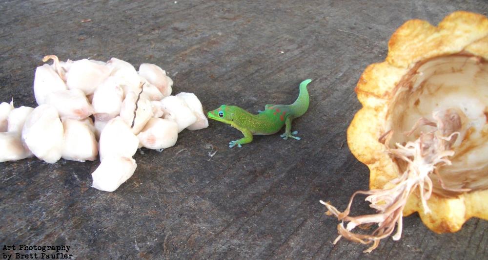 a gecko or some sort of green lizard eats the citrus flavour inside of a cocoa bean, the husk to the right