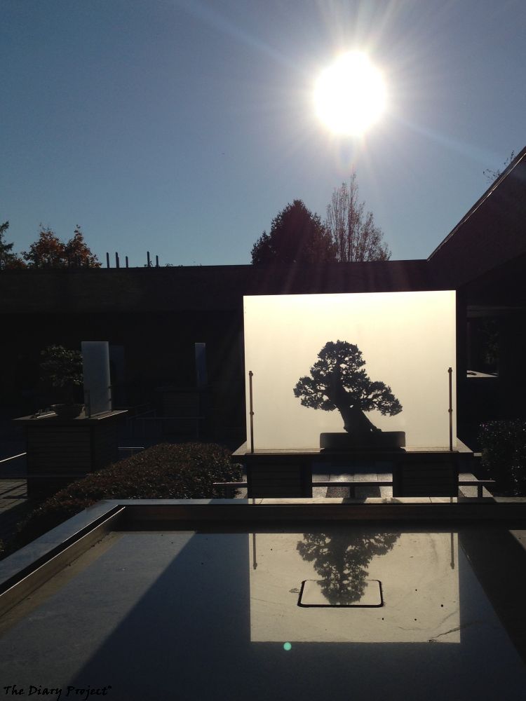 The sun is in the background, solar flaring out the unimportant aspects, center right, we see the outline of a bonsai tree through a shade screen, with the image reflected off a pool of water in the foreground, it is a complicated image, but as only the sun, bonsai, and reflection have much illumination, they pop, I like it, it was very warm where I was sitting, along with being tired on a cold day, the moment had that glow, which the image captures nicely, take it that my emotional point of view and the bonsai were likely highly congruent