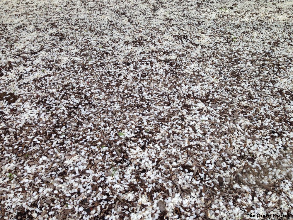A sea of petals, the tail end of that first dash of spring