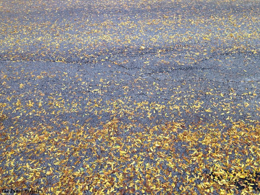 the image is taken maybe a month after the text, still, sliding into fall, brings to mind a certain something, and as of mid october, this is about my best fall autumn leaf shot, leaves in a street, flowing gently