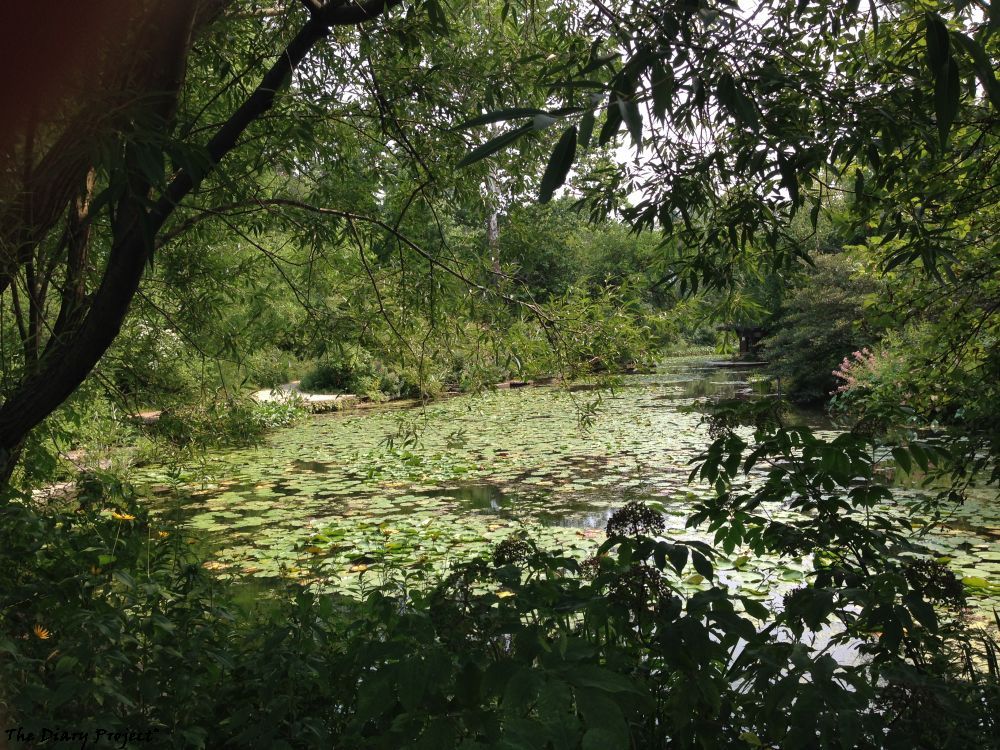 Where the weathered wood comes from, rest stations, sitting areas around the Lily Pond, a delightful little slice of paradise