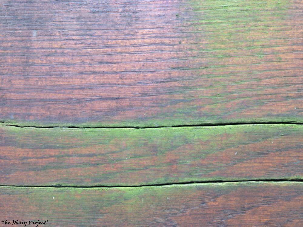 a different shot of weathered wood, green algae in the cracks, very soothing to me