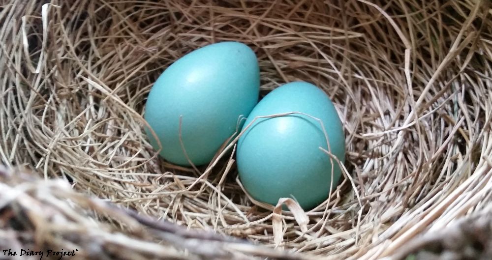 A pair of blue robins eggs, situation very nicely at ground level, near a front door, just aching to be photographed