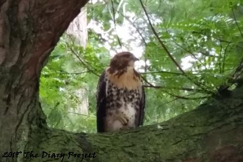 The Hawk has long since gone, but for a few weeks in the spring, he was making his or her presence known, we got surprisingly close