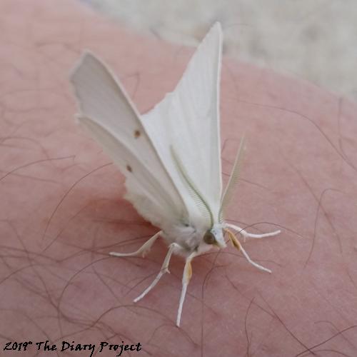 More or less right after I got the text below, this white moth landed on my leg, I nicknamed it the Moth of Peace, nothing ever became of the text, empty to empty, hostile in reply, end of line