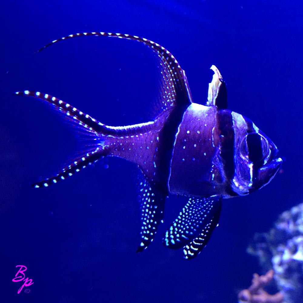 Back in the day, back in the days of Freedom, back in February, the Shedd Aquarium had Free Days, and I went several times, precious few of the photographs I took were worth a darn, but this one is pretty nice, it is of a fish, a nice gaudy aquarium fish, on a blue background, it is a nice shot