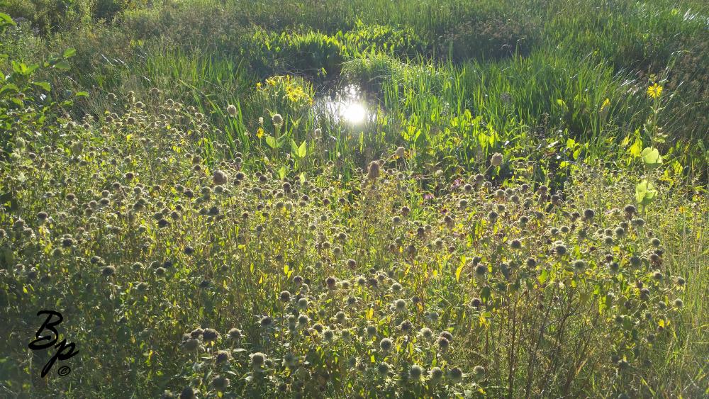 The Duck Pond looking in the direction of the sun so it is all faded out, flowers going to seed, reed grasses in the back, and a spot of water off which the sun reflects brightly