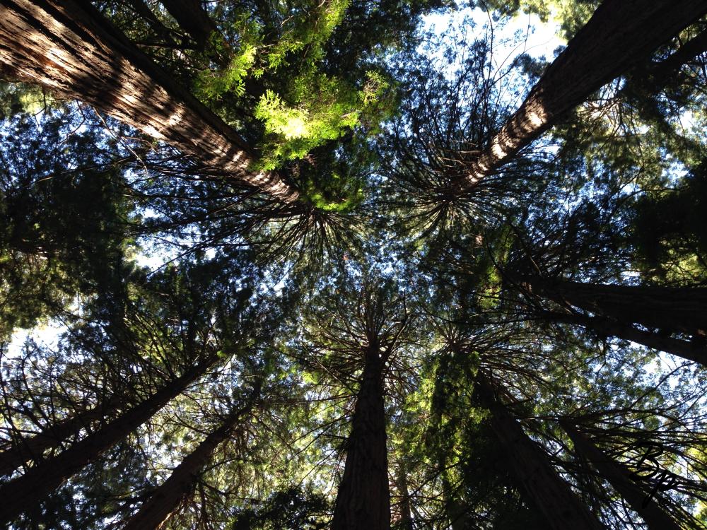 John Muir, close by the entrance, I am sure, but one would never know, looking up, into the sky, catching the blue, the foggy vapors, a nice breeze, full of pine scent, though I guess it would be cedar, on a cold day, one might wish to zip their jacket all the way up, but as it warms, time to wrap around ones waist, staring up is nice, surreal, I used to do this more as a child, get dizzy, head back, which tree to focus on to maintain equalibrium, no doubt, the way to Heaven... oh, is that not a description, redwoods, looking up, tracing the length of their trunks with the camera, vertigo feel, full of green, bright day beyond