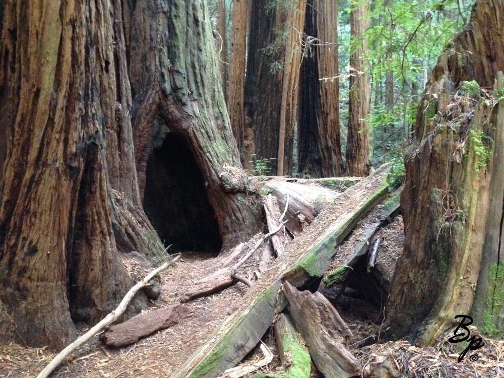 John Muir Woods, who knows when, likely last year, or the year before, a wonderful day, a wonderful outing, it used to be one could get there early and that was the smart play, but now, they want one to reserve a spot in the parking lot, here we have a crumpled log filled opening in the forest, it looks sort of fort like, definitely a good place for a bear or cat to make their home in that hole in the tree, moss, sawdust, and soft looking ground abound, a good place for a picnic, if one wishes to get off the beaten path