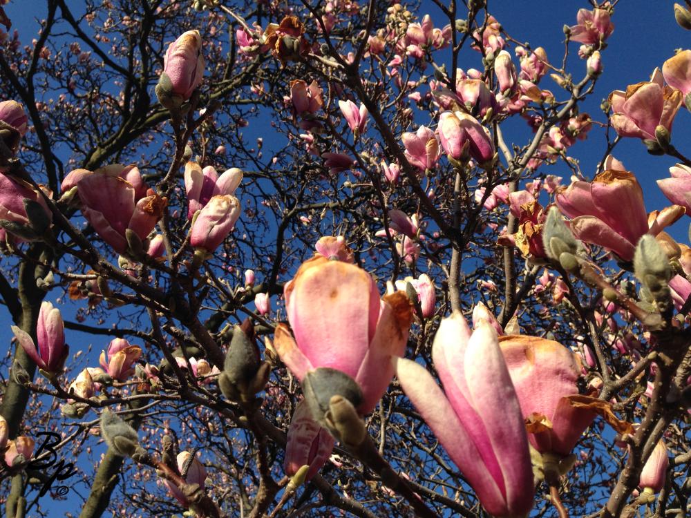 Some sort of flowering tree, pinkish, big flowers, a nice postcard picture