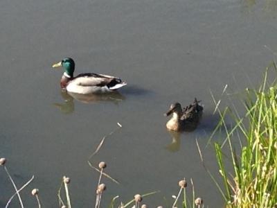 Two ducks in the water