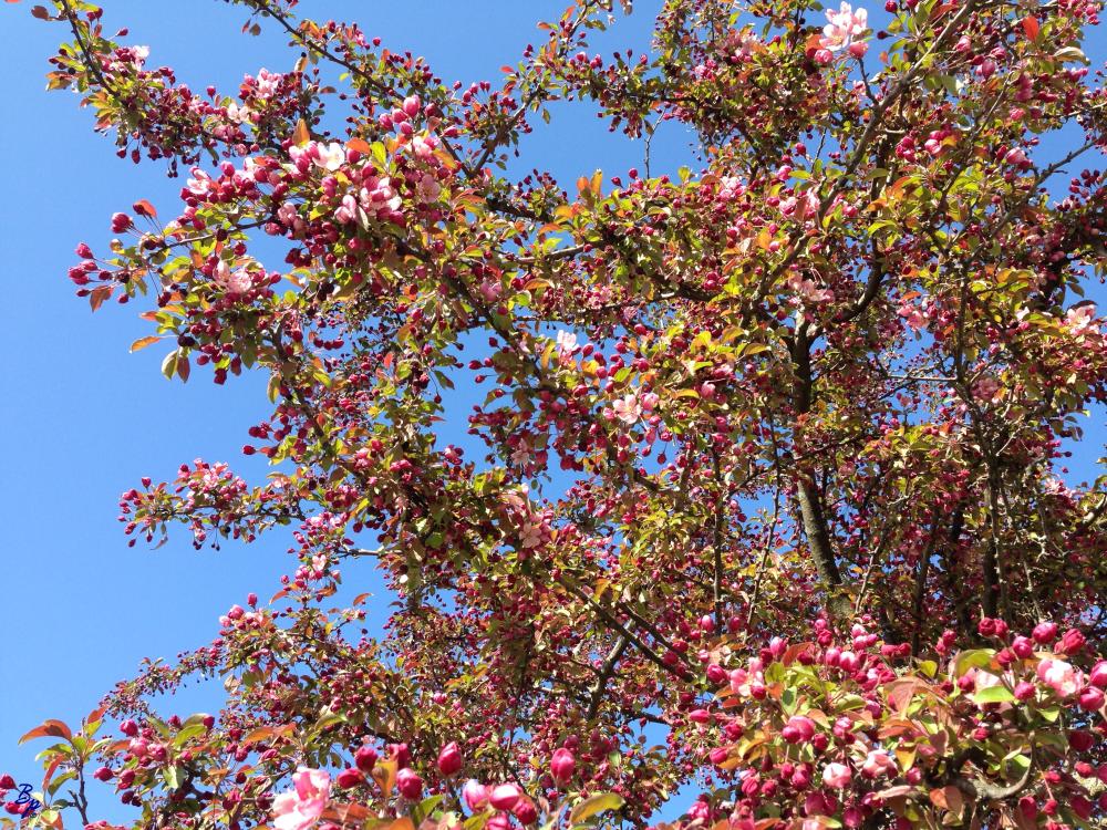 Nice pink blooms on a tree
