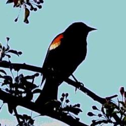 Another Fully Enlarged Posterized image of a Red Wing Black Bird, as seen singing in the tree above our heads, down by The Duck Pond