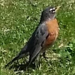 A Posterized (slighly edited) Fully Enlarged Image of a Robin, as was pulling worms from the ground, amazingly close, as I sat on The Bench in The Park