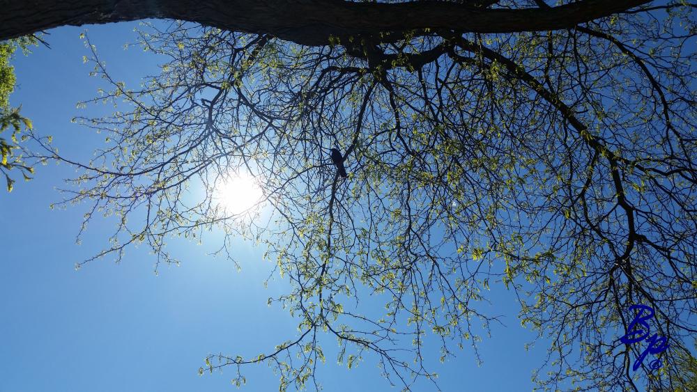 A Crow resting in a tree (close up, branch centric, both sort of under a branch, as well), surveying his domain, looking over across at the preceding photo of a kite stuck in a tree, honouring the fallen