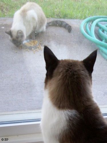 First meeting, maybe, Mr Z on the inside, looking through a glass door at Stilleto, she was more than a bit hungry, and although he had plenty of food to share, he was starved for cat like companionship