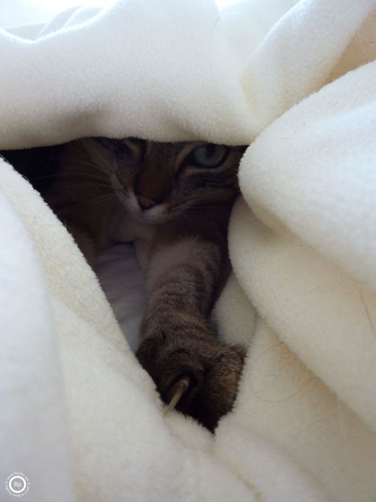 A cat peeking out from under a blanket, this is truly a wonderful picture, I would love so much to cuddle her at these times, but for the most, she just wanted to be left alone, or would come out from her hiding spot, the better to walk across me, stand on my belly, and be petted