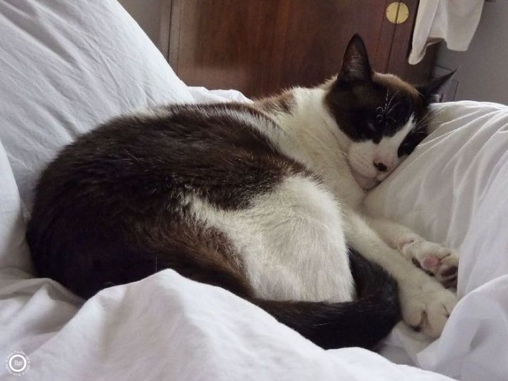 Mr Z is a wonderful cat, very sweet, loads of fun to dance with, here he is sleeping on a pillow... or couch... or who knows, anyhow, he looks happy, you know, asleep