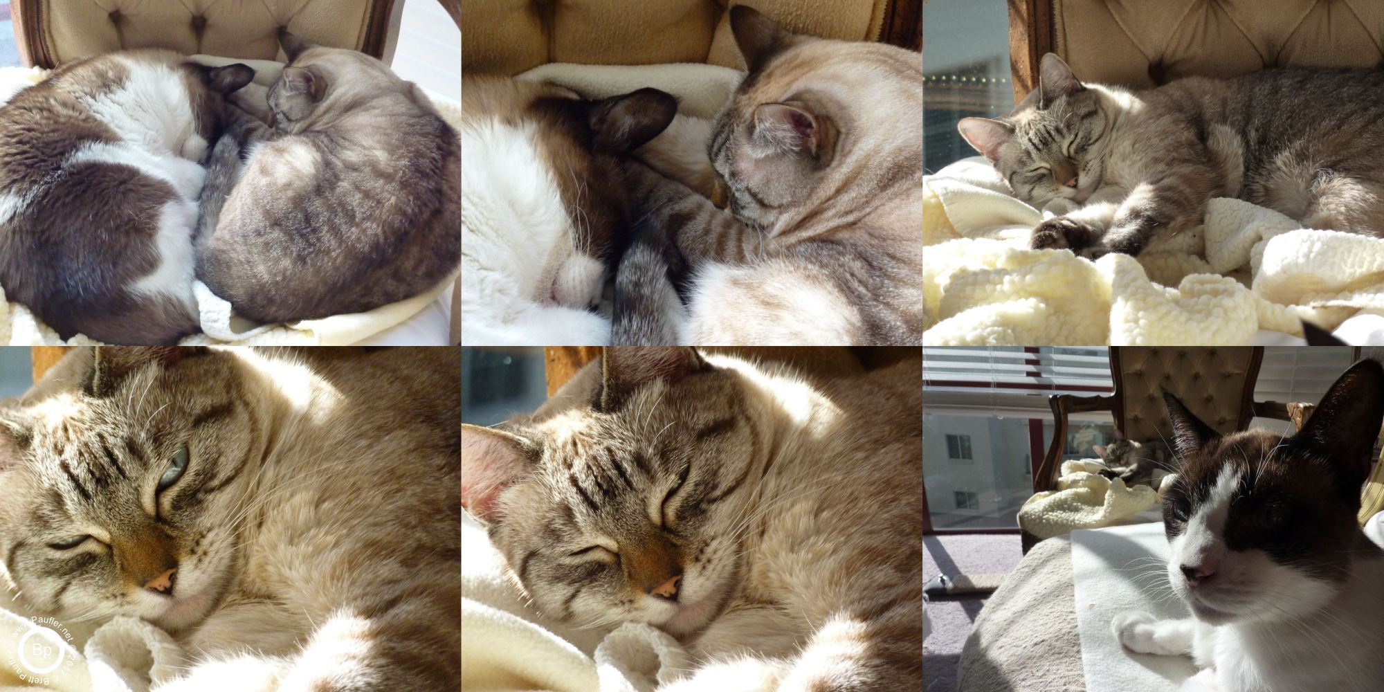 This is a montage image, at one time, I would crunch a bunch of like images together, to save space and organize them, I no longer like this technique, but there is too much info here, two cats sleeping together, to throw out, and I cannot be bothered to split the six images apart