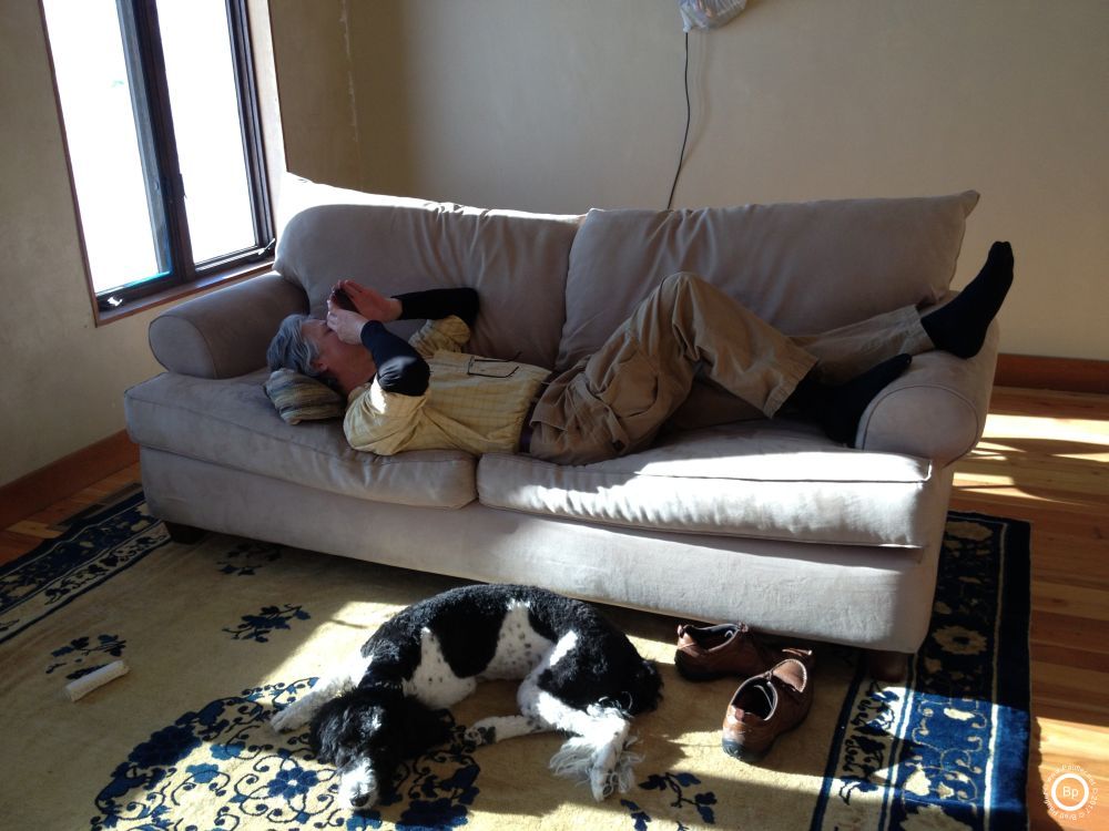 Three images, three animals, two couches, one boy, this is of a dog lazing in the sun, waiting for it to be time to go for a walk, visit the kitchen, or basically do anything, we could just run around inside for awhile, maybe play tug, or whatever