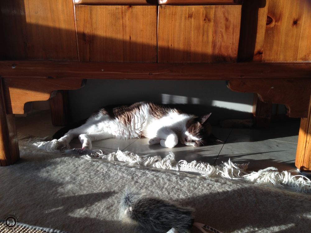 Mr Z resting in the sun under a piece of furniture, probably a cabinet, of some sort