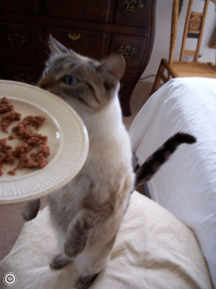 As I recall, Stilleto proped herself up on her hind feet to eat, maybe by that second or third meal, which would be the first meal back in the sunroom