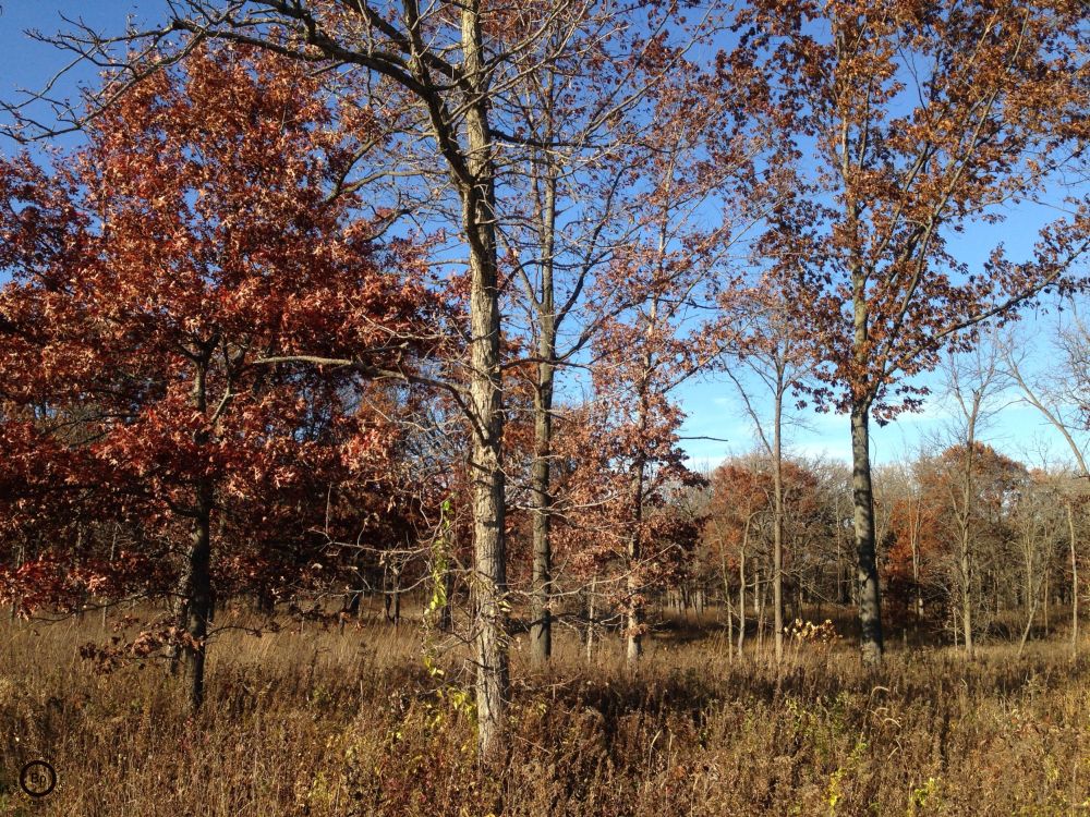 close up of trees