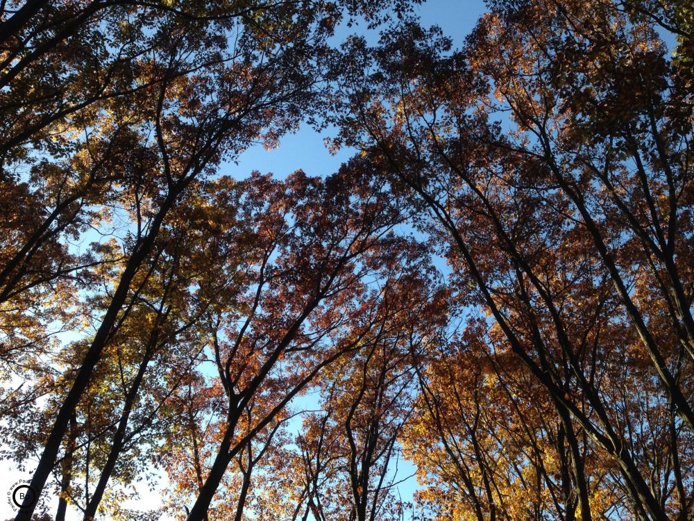 looking up into the branches, the sort of image that does not do justice to the moment