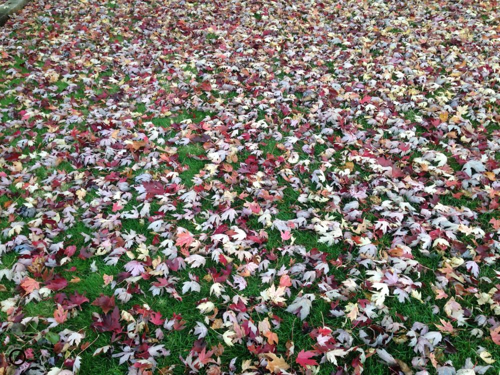 green grass overlain with a light sprinkling of leaves