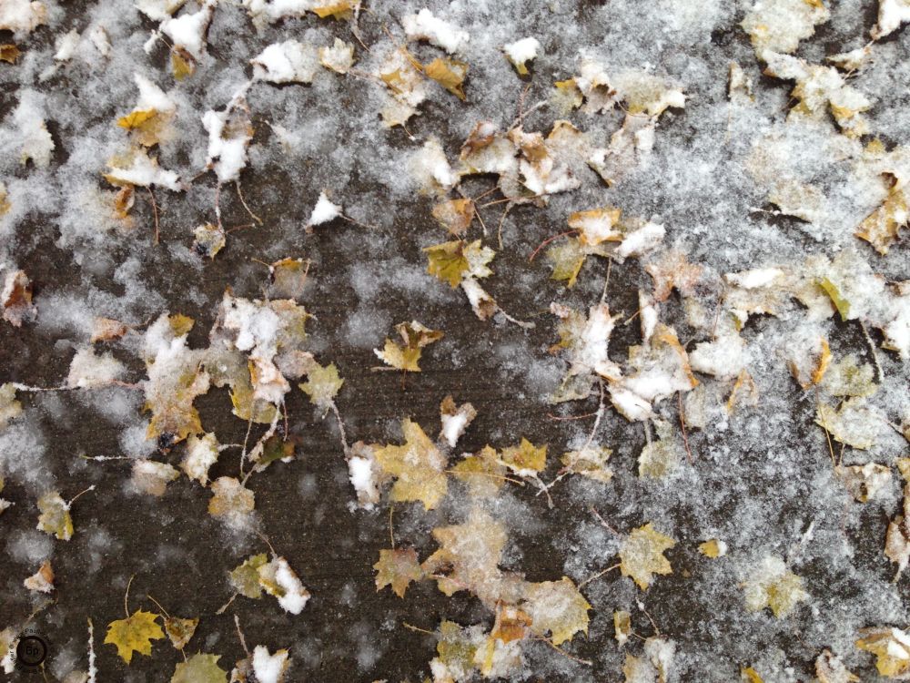 leaves and slush, a mixture