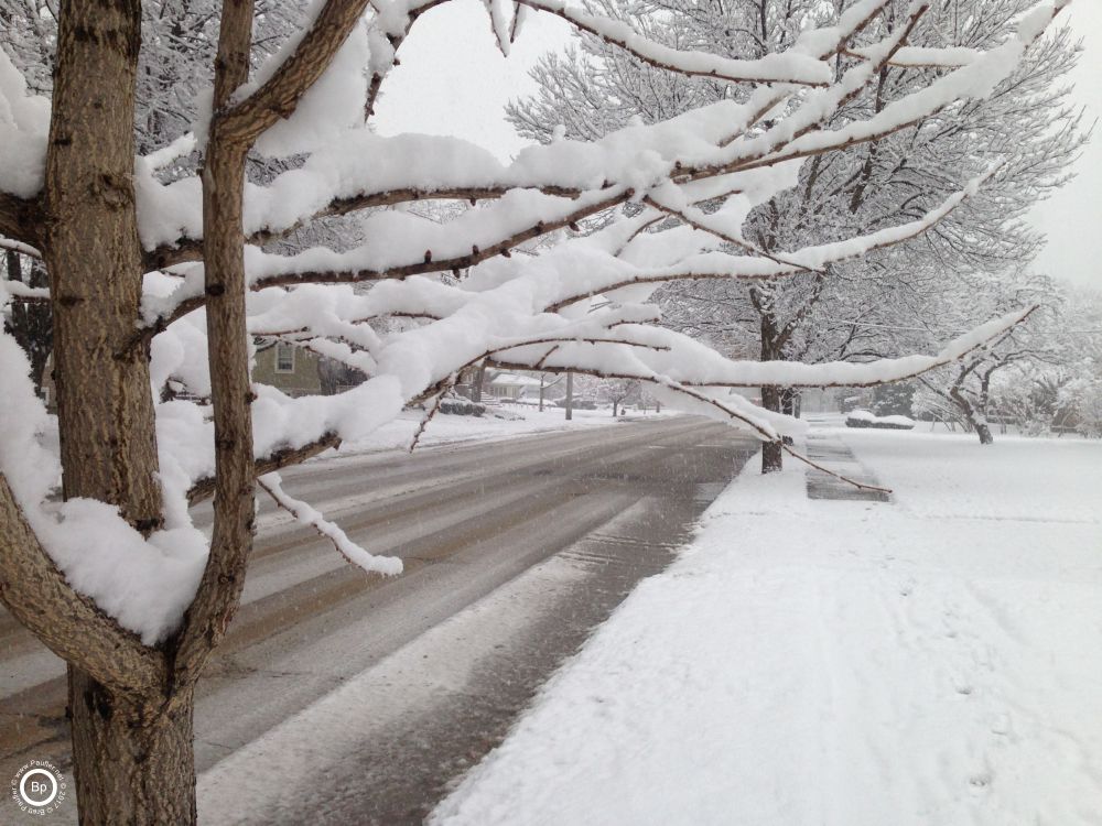 View down a suburban street in the snow, tree with snow covered limbs in the foreground is what the photograph is all about, a lovely close up