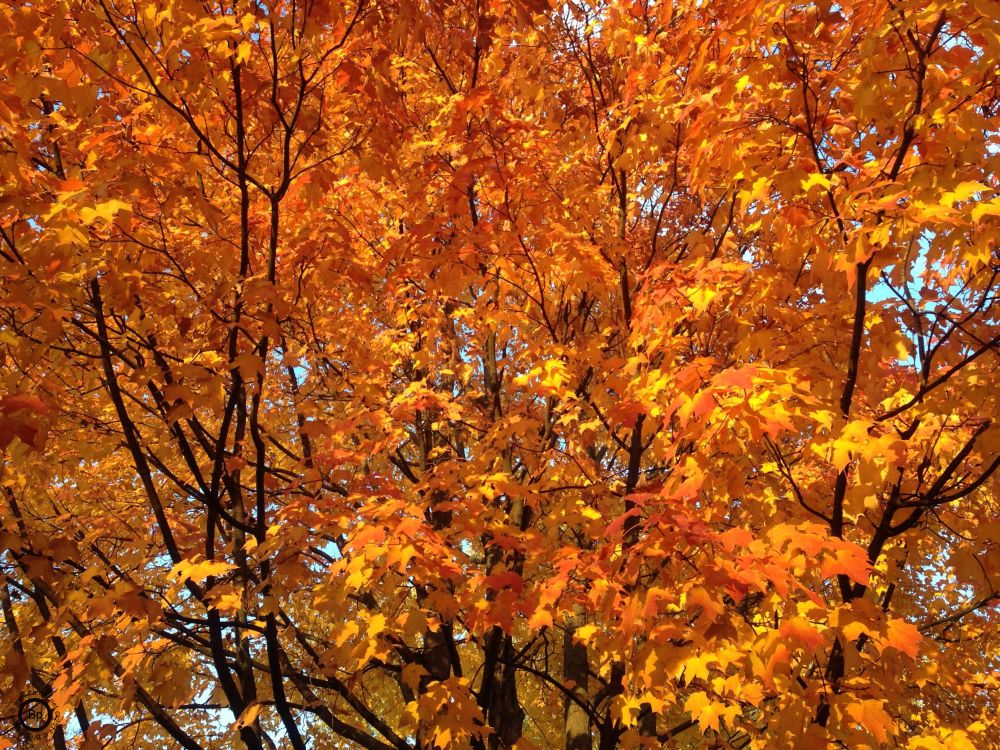 golden amber leaves, there may actually have been a beehive in this tree... or if not this tree, one like it, that was sort of surreal