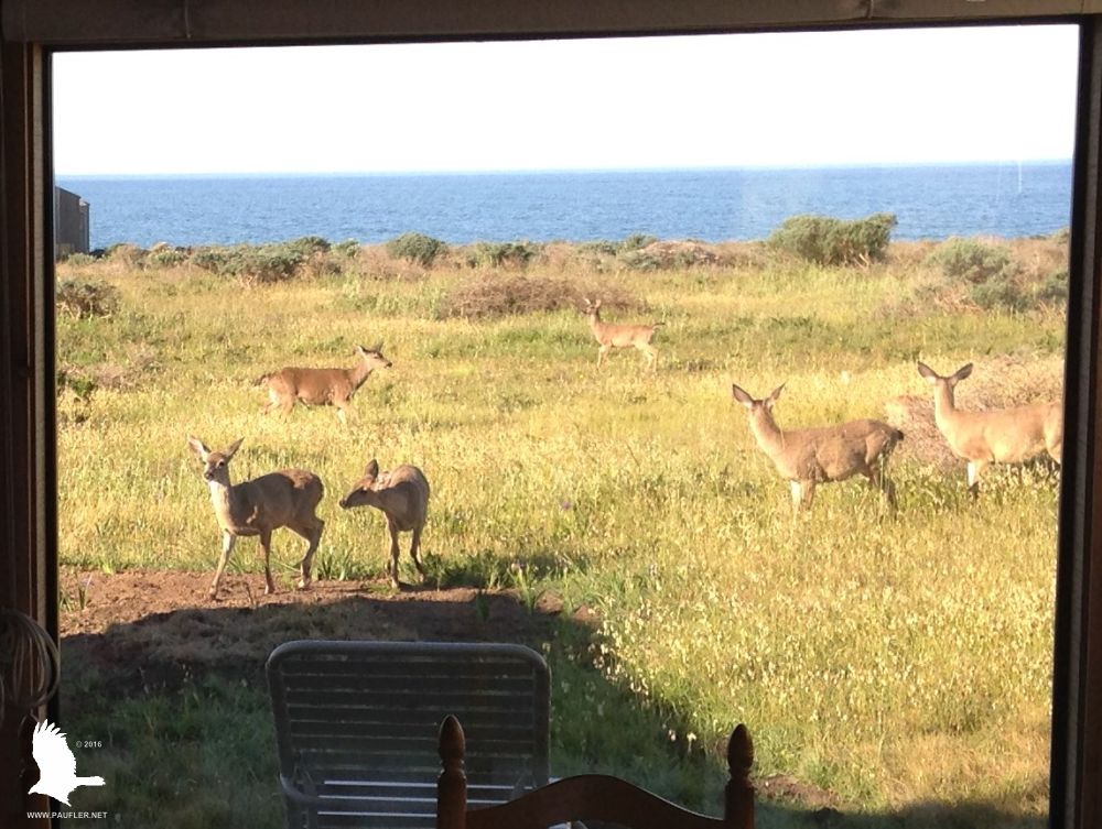 family of deer as see from the breakfast table