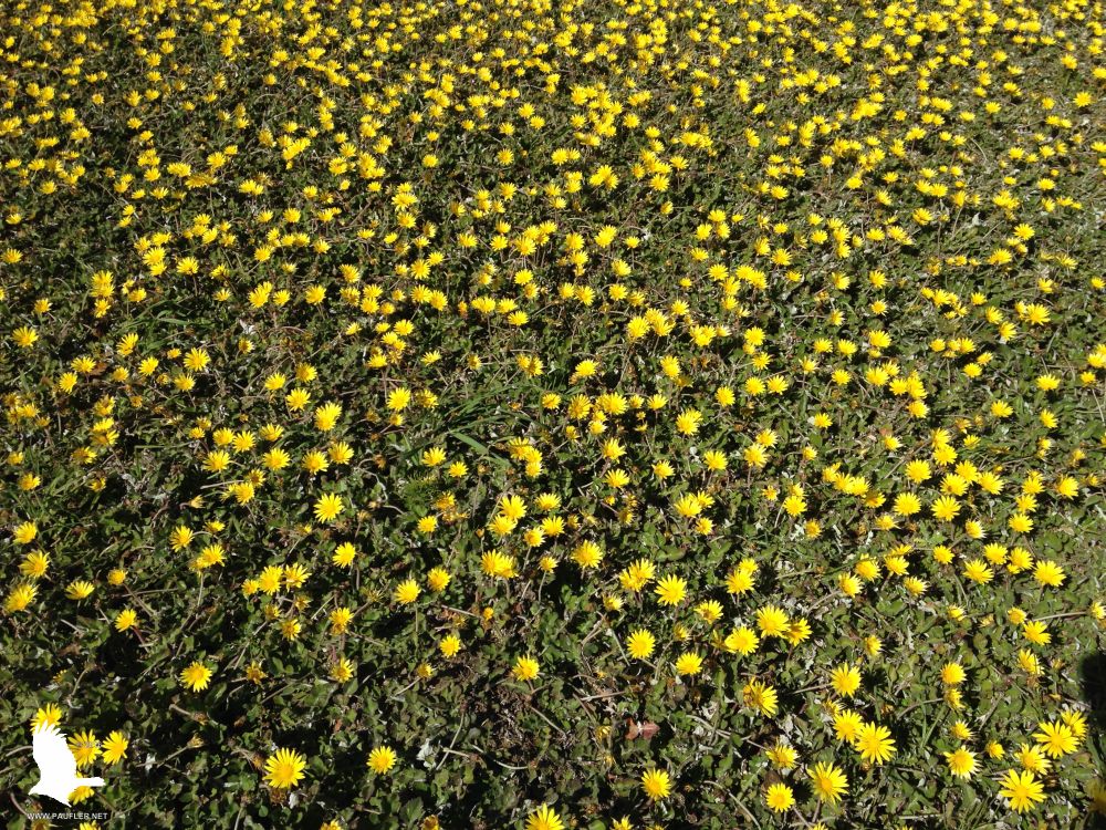 Eh, this row contains perhaps the best images on the page... or maybe I am just sick of looking at seascapes, flowers here, field of yellow... somethings, daisies maybe