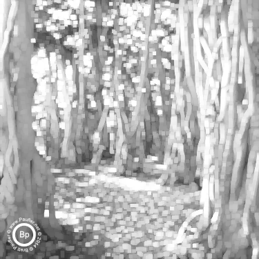 forest of balboa tree trunks - maximum filter 5