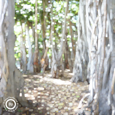 forest of balboa tree trunks - maximum filter 5