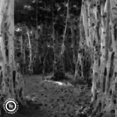 forest of balboa tree trunks - minimum filter 5
